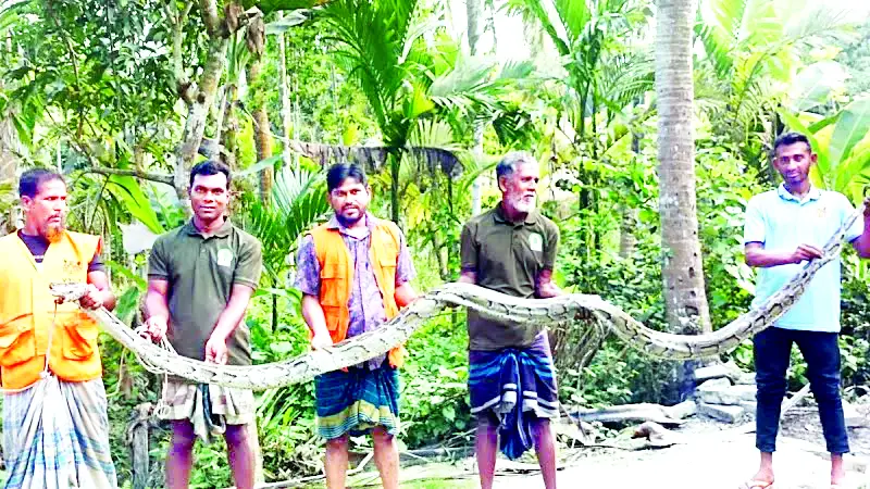 বাগেরহাটে ২০ ফুট লম্বা অজগর সাপ উদ্ধার  বনে অবমুক্ত