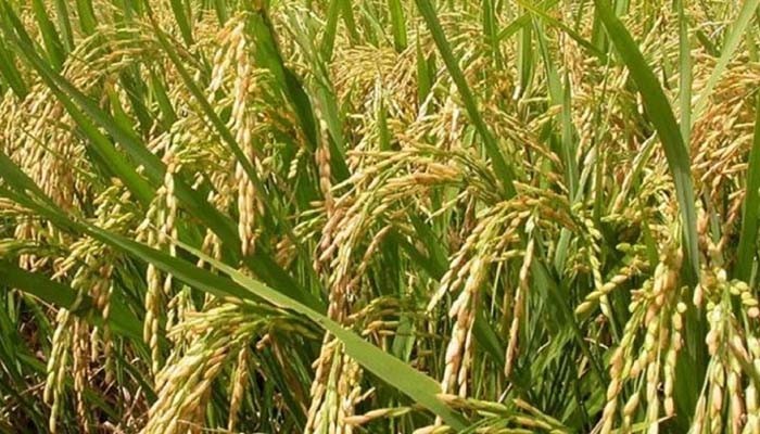 বোরো ধানের উৎপাদন বাড়াতে ৯০ কোটি টাকা প্রণোদনা