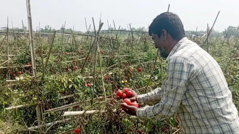 ক্ষেতেই নষ্ট হচ্ছে টমেটো, হতাশ কৃষক