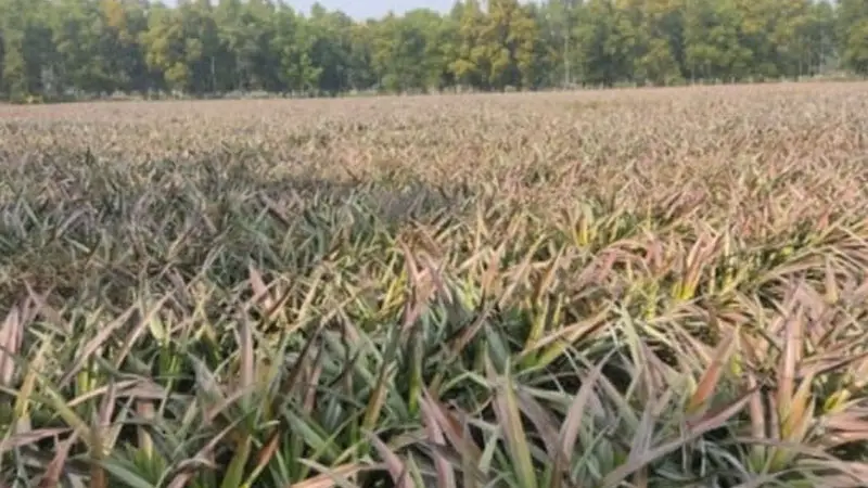 মধুপুরকে হার মানাল শেরপুর, আনারস চাষে ভাগ্য ফিরছে কৃষকের
