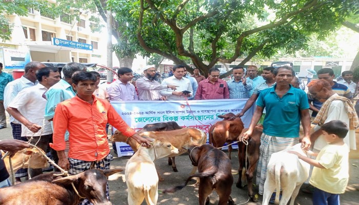 গোদাগাড়ীতে প্রান্তিক জেলেদের বিকল্প কর্মসংস্থানে গরু বিতরণ: ১৬ জন পেলেন বকনা বাছুর