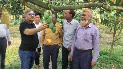 শিবগঞ্জে আমবাগান পরিদর্শন করলেন বিএমডিএ’র ইডি