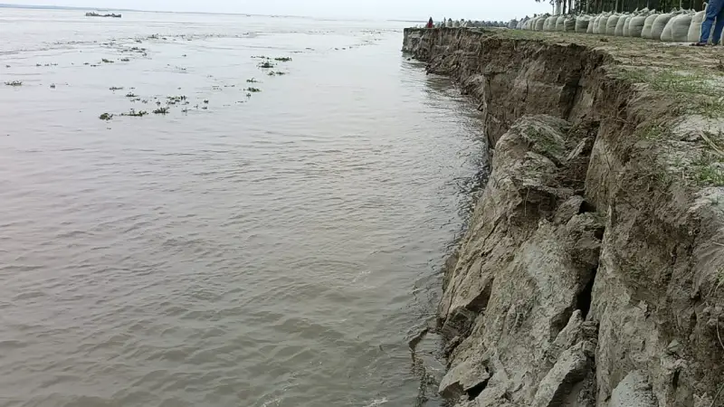 সিরাজগঞ্জে যমুনার তীব্র ভাঙনে বিলীন ফসলি জমি, আতঙ্কে নদীপারের হাজারো পরিবার