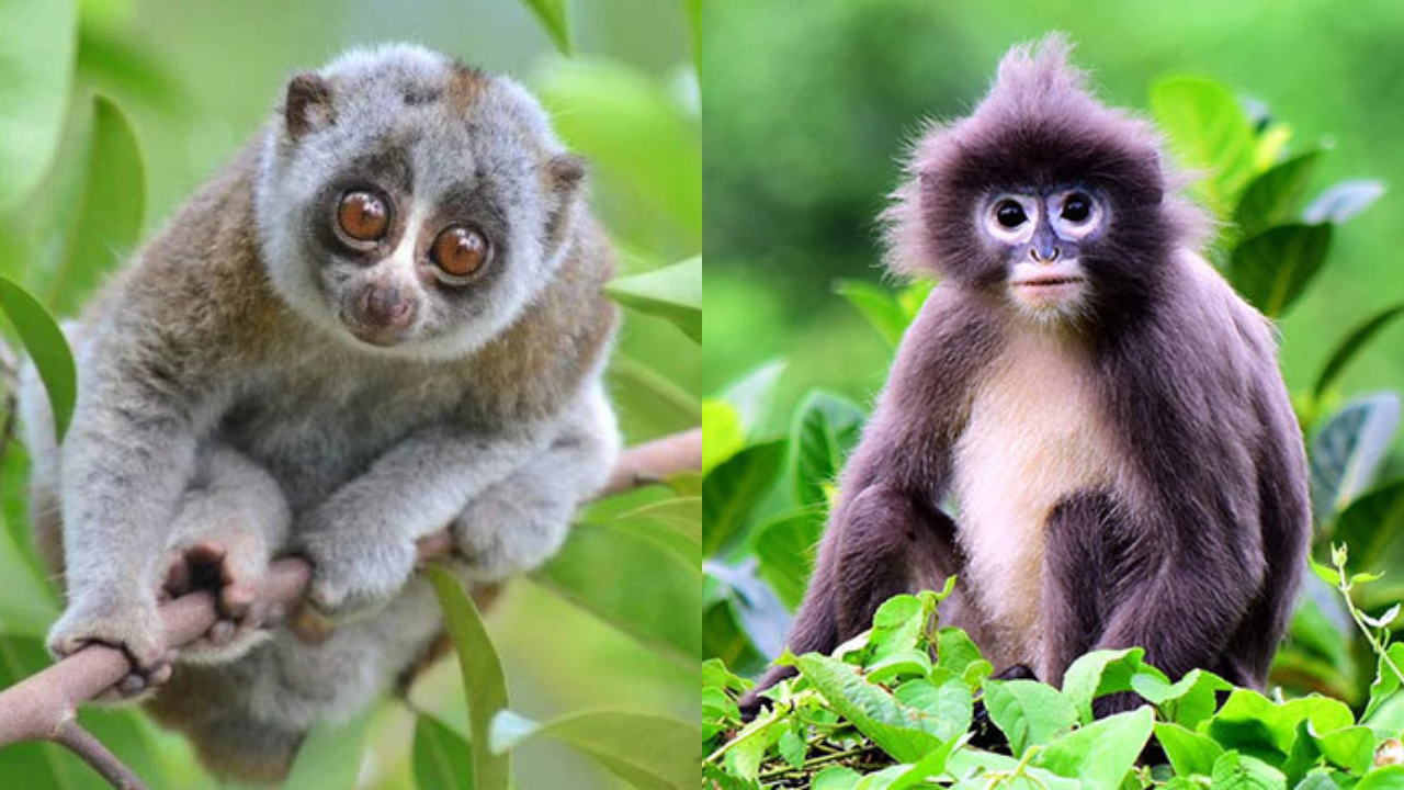 বিদ্যুৎস্পৃষ্ট হয়ে এক বছরে বিপন্ন প্রজাতির ১১ প্রাণীর মৃত্যু