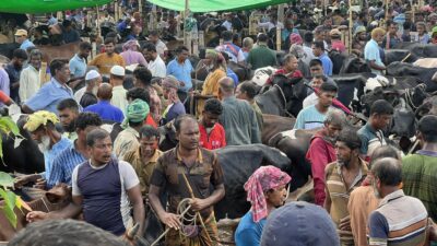 শেষ মূহুর্তে জমে উঠেছে শার্শার বাগআঁচড়া সাতমাইল পশুহাট