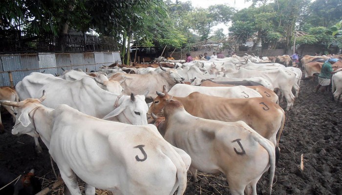 ভারতীয় গরু আমদানি বন্ধের এক যুগ
