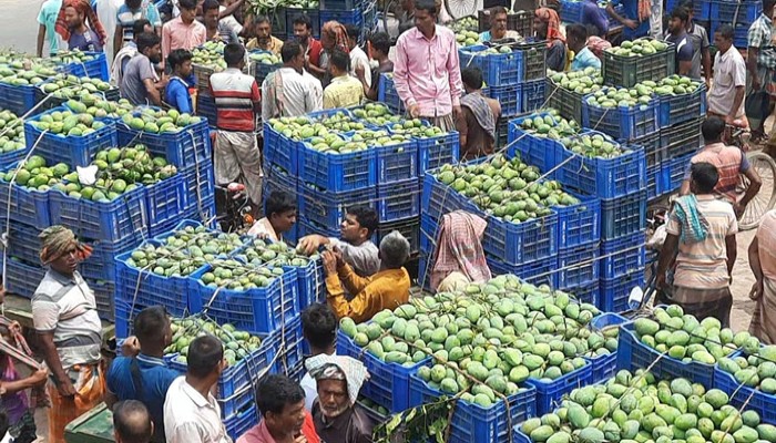 চাঁপাইনবাবগঞ্জে কাক্সিক্ষত দাম না পেয়ে হতাশ আমচাষিরা