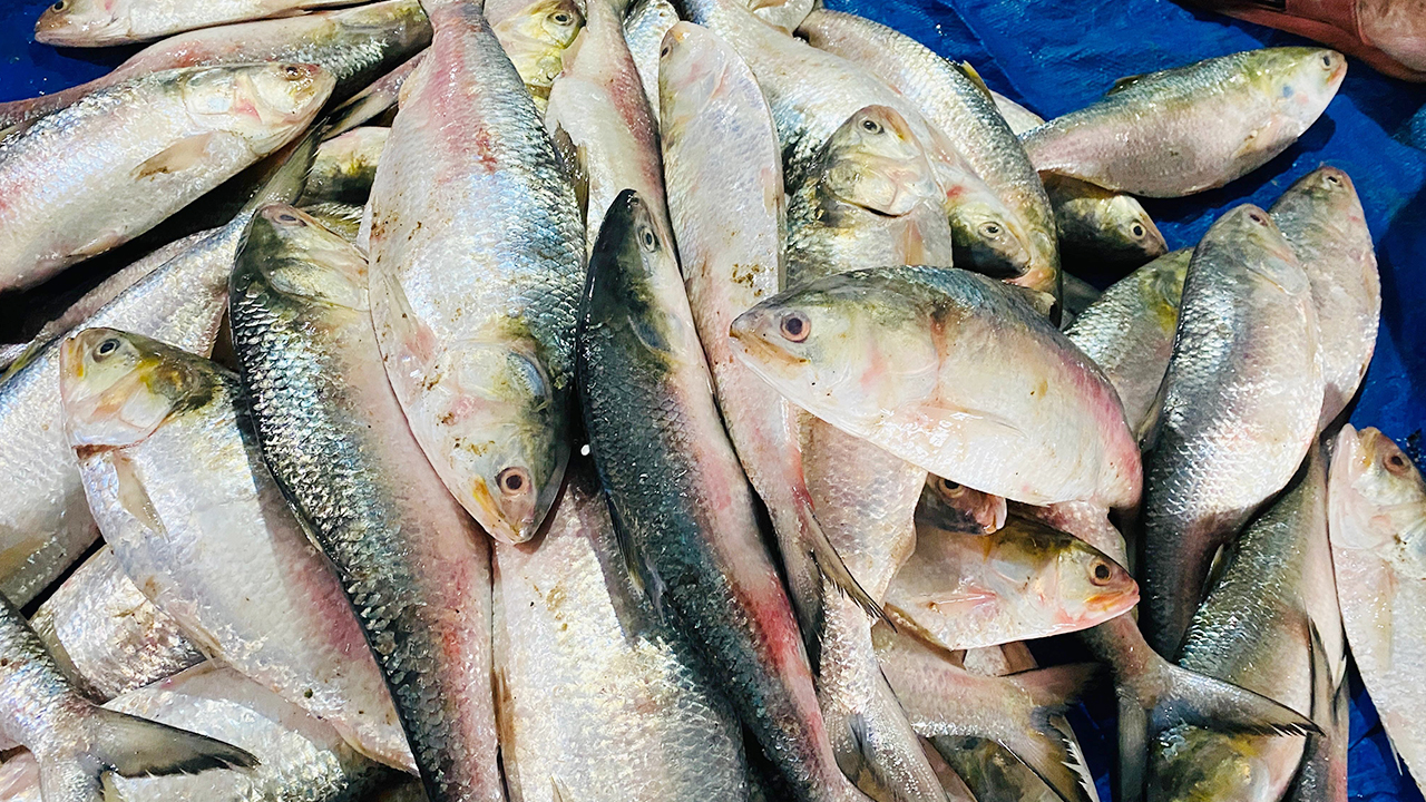 ভরা মৌসুমেও ইলিশের আকাল, দিশাহারা জেলেরা