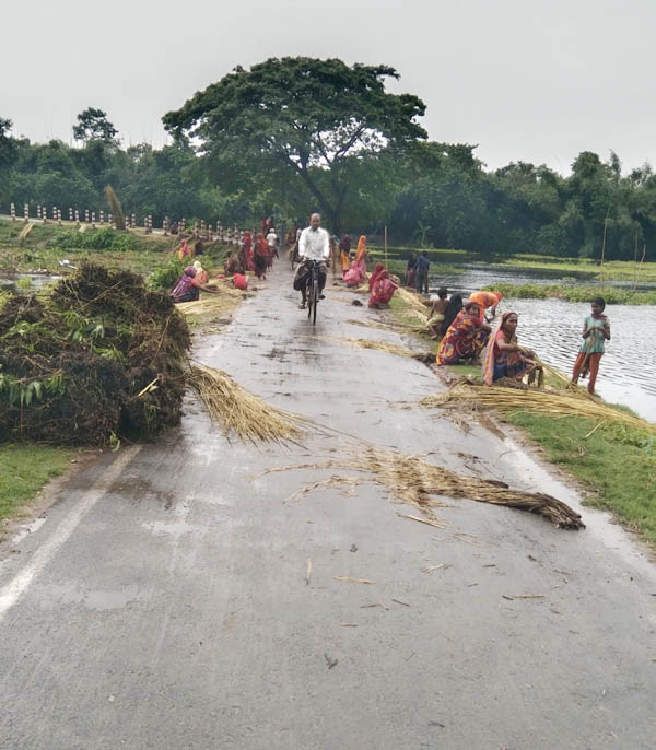 শিবগঞ্জে পাটের ফলন ও দাম বেশি হওয়ায় কৃষকরা খুশি