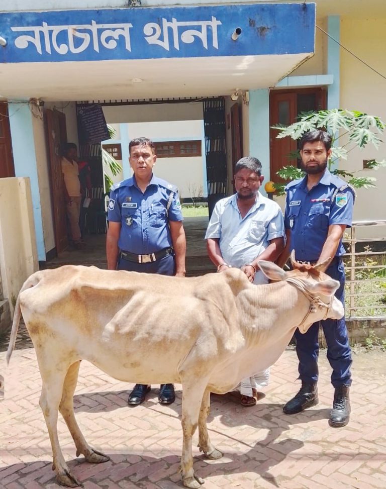 নাচোলে চুরি হওয়া গরুসহ আটক ১