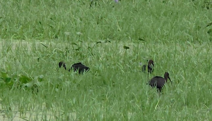 গোদাগাড়ীতে দেখা মিলল বিরল আকর্ষণীয় জলচর পাখি