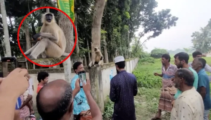 রাজশাহীর লোকালয়ে হঠাৎ বন্য হনুমানের বিচরণ, উৎসুক জনতার ভিড়