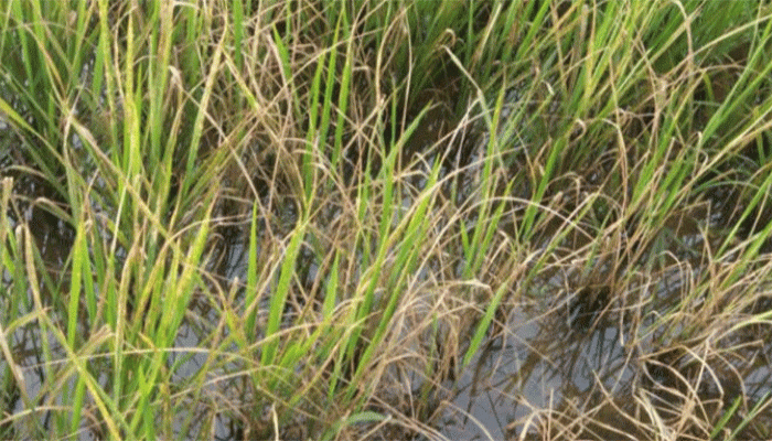 তানোরে আমণ ক্ষেতে পোকার আক্রমণ