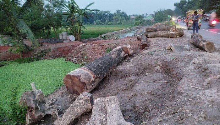 রাজশাহীতে শতবর্ষী গাছ রক্ষায় সচেতন নগরবাসীর চিঠি