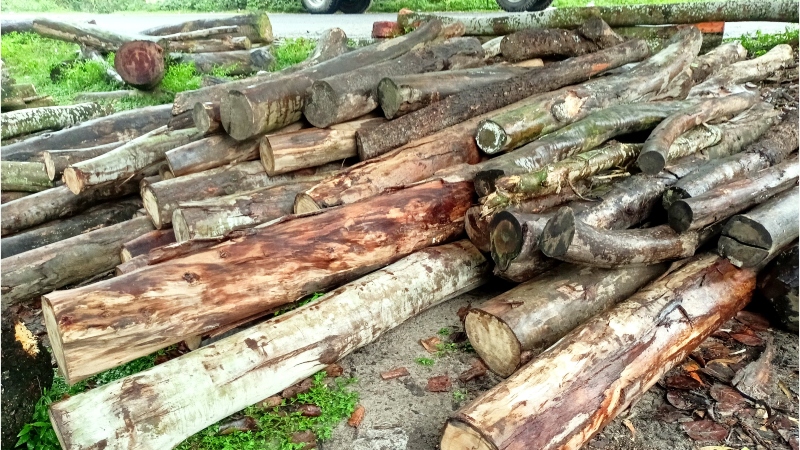 দেবীগঞ্জে দরপত্র ছাড়াই বন বিভাগের কর্মকর্তাদের যোগসাজশে গাছ বিক্রির অভিযোগ