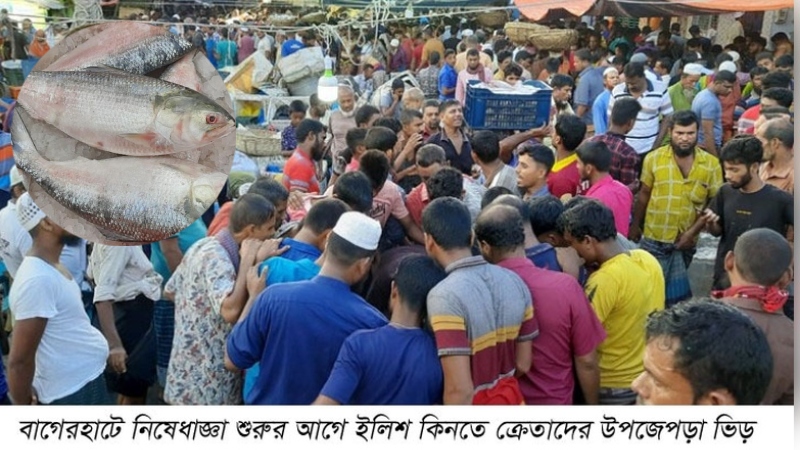 নিষেধাজ্ঞা শুরুর আগ মূহুর্ত্তে বাগেরহাটে ইলিশ ক্রয়ে উপচেপড়া ভীড়